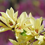 Magnolia Tree Live Plant 6 to 14 Inch Height, Fragrant Magnolia Plant Live to Grow, Magnolia Bush Flowers in Pot (Yellow Bird Magnolia)