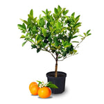 Upright Mandarin Tree Live Plant Grafted 2-3 Feet, Fast-Growing and Bear Fruit for Citrus Garden Outdoor Planting Zones 9-11