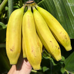 Grand Nain Banana Plant Tree Live, Cold Hardy 4-7" in Tall, No Pot, Outdoor Spring Planting, Rare and Sweet Banana Plants