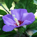 1 Rose of Sharon Plant Live, in Pot, Althea Hibiscus Syriacus Flowers 6 to 14 Inch Tall (Purple Rose of Sharon)