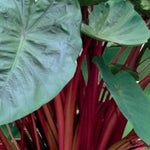 Colocasia Elephant Ears Live Plant, Alocasia Plant, Esculenta Taro Live Houseplant, 5-7 Inc Tall (Green Leaf, Red Stem)