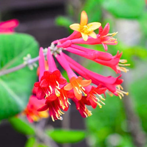 2 Major Wheeler Honeysuckle Plants Live for Planting, Fragrant, Easy to Grow, Perfect for Landscaping, No Pot, Ideal for Trellises Fences, Climbing or Bush, Rooted Cutting 8-12", Dormant No Leaf