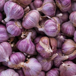 4 XL Size Purple Garlic Bulbs for Planting Outdoors, 0.5 Pound About 4-5 Bulbs Heirloom Garlic for Fall Planting