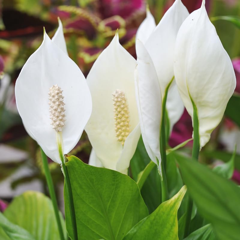 2 Green Peace Lily Live Houseplant - Live Indoor Houseplant with Elegant Leaves - 5 to 9 Inc Tall