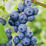 Pack 2 Blueberry Bush Live Plant, Blueberry Plants Live for Planting 5 to 9 Inch Height, Sweet Blueberries Tree Live Plant (Misty Blueberry)