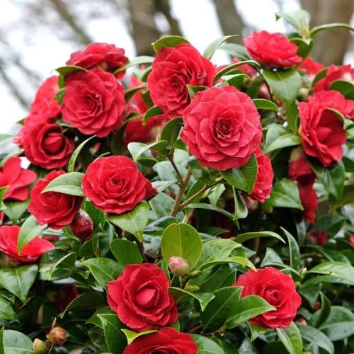Red Camellia Plants Live in 4" Pot, Starter Size 6-12 Inches in Tall, Vibrant Pink Bloom for Outdoor Planting