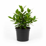 Bay Leaf Plant, Bay Leaf Tree Plant, 3-5 Inc Tall, Edible Bay Laurel Plant Live for Indoor Outdoor Growing