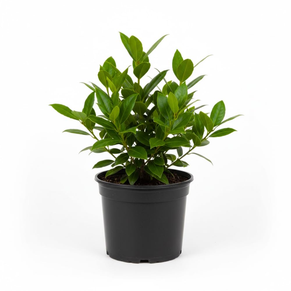 Bay Leaf Plant, Bay Leaf Tree Plant, 3-5 Inc Tall, Edible Bay Laurel Plant Live for Indoor Outdoor Growing