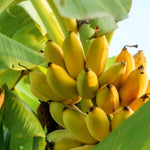 Banana Plant Live, Truly Tiny Banana Tree Live Plant, Hardy Banana Fruit Seedling 4 to 8 Inch Tall, Indoor Outdoor
