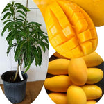 No CA, Grafted Mango Plant Live Tree, 2-3 Ft Tall in 3 Gallon Pot, High-Yielding for Spring Planting (Ugly)
