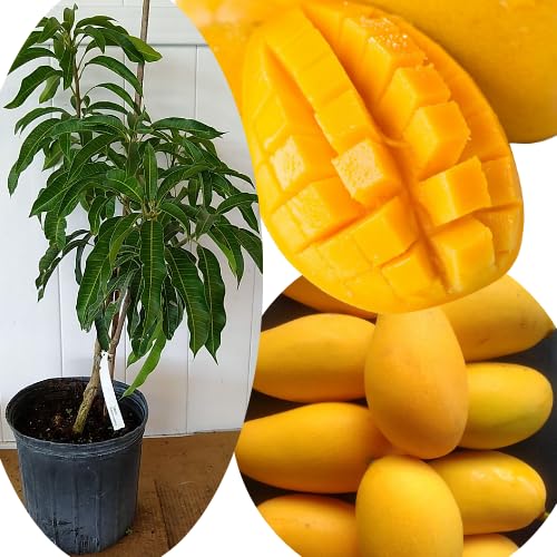 No CA, Grafted Mango Plant Live Tree, 2-3 Ft Tall in 3 Gallon Pot, High-Yielding for Spring Planting (Ugly)