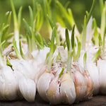 4 XL Softneck Garlic Bulbs for Planting, Garlic Bulbs for Growing in Fall, Large Size