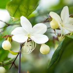 Clerodendrum Wallichii Plant Live, 5-9 Inch Tall White Flowering Clerodendrum Smithianum, Rare Plant for Indoor or Outdoor Growing