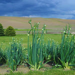 200 Walking Onion Plant Seeds for Spring Planting, Ready to Grow, Cold Hardy, Fast-Growing and High Yielding