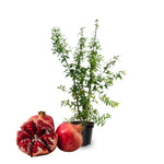 Wonderful Pomegranate Tree Live Plant, Cold Hardy Pomegranate Plant Live, 6 to 8 Inches Tall, All Year Planted