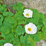 Oxalis Shamrock Live Plant 3-6 Inches Tall, Shade Loving Shamrock Plant for Patio Pots, Containers and Home Decor