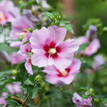Althea Rose of Sharon Bush Live Plant 6 to 13 Inch, Hibiscus Plant Live, in Pot, Hibiscus Syriacus Flowers to Grow (Pink)