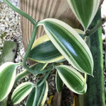Fast Growing Vanilla Bean Orchid Live Plant, Variegated Fragrant Beans Vanilla Starter Plant, 3 to 7 Inches in Tall, Rare Plant Outdoor Indoor