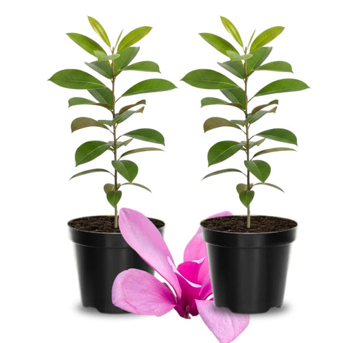 Pack 2 Jane Magnolia Plants Live, Fragrant Magnolia Bush Live Plants 6 to 12 Inch Tall, Tulip Shaped Magnolia Flowers Seedlings in 2.5 Inch Pot