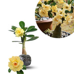 Pack 2 Desert Rose Plants Live, Hardy Adenium Obesum Succulent, Vibrant Blooms for Indoor and Outdoor 4-7 Inch