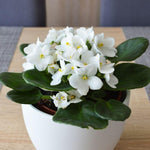 White African Violet Live Plant in 4” Pot, Blooming Indoor Houseplant, Easy Care Flowering Plant for Home or Office Décor