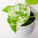 Set 2 Variegated Alocasia Live Plants for Planting, 5 to 7 Inc Tall, Indoor Houseplant Alocasia Plant Live, No Pot, Alocasia Colocasia Taro Plants for House Plants