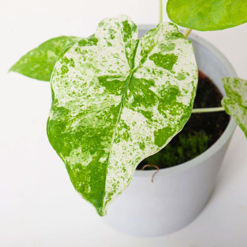 Set 2 Variegated Alocasia Live Plants for Planting, 5 to 7 Inc Tall, Indoor Houseplant Alocasia Plant Live, No Pot, Alocasia Colocasia Taro Plants for House Plants