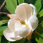 Magnolia Tree Live Plant 6-12 Inch Height, Fragrant Magnolia Plant Live to Grow, Magnolia Bush Flowers (Sweetbay Magnolia)
