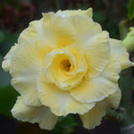 Pack 2 Double Yellow Desert Rose Plants Live, Hardy Adenium Obesum Succulent, Vibrant Blooms for Indoor and Outdoor 4-7 Inch