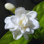 2 Jasmine Plants Live, Fragrant White Jasmine Live Plants, Fast Growing Flower Plants for Outdoor Garden, 5-7'' (Orleans Jasmine)