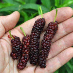 Set of 2 Pakistan Mulberry Trees Live Plants, Starter 4-6 Inches Tall, No Pot, Mulberry Bush Fruit for Outdoor Growing, Cold Hardy