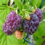 2 Raspberry Plants Live for Planting, Raspberry Bush Live Plants, Size 5-8 Inch Tall, Sweet Raspberry Trees, Well-Rooted (Glencoe Raspberry)