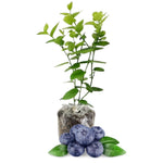 1 Blueberry Bush Live Plant 5 to 9 Inch Tall, Blueberry Plant Live for Planting, Sweet Blueberries Fruit Tree Live Plant (Biloxi Blueberry)