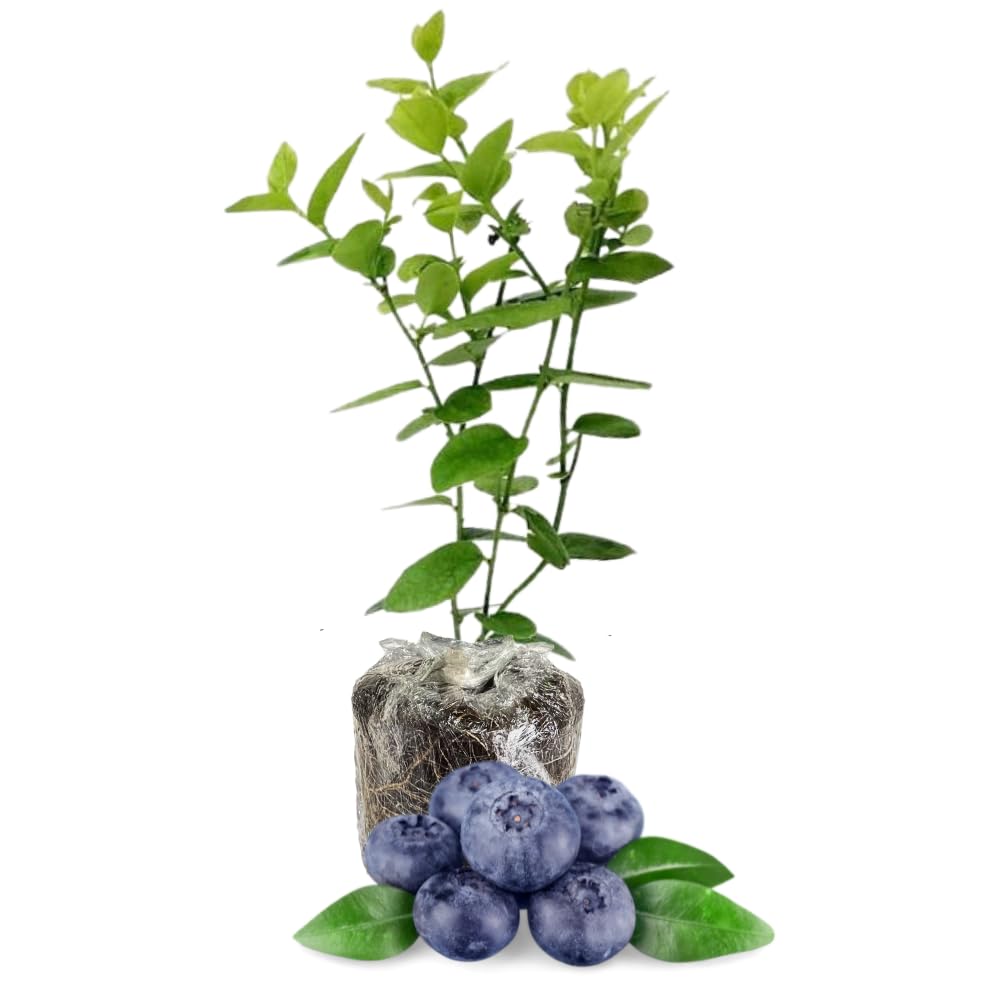 1 Blueberry Bush Live Plant 5 to 9 Inch Tall, Blueberry Plant Live for Planting, Sweet Blueberries Fruit Tree Live Plant (Biloxi Blueberry)