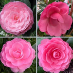 Pink Camellia Plants Live in 4" Pot, Starter Size 6-12 Inches in Tall, Vibrant Pink Bloom for Outdoor Planting