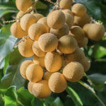 Longan Fruit Tree Live Plant, Longan Tropical Fruit Tree, 5-9 Inch Tall Starter Plant
