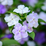 Sets 2 Change Color Live Brunfelsia Plants 5-8" Tall - Yesterday Today Tomorrow Flowering Shrub for Indoor and Outdoor, Multi-Colored Flowers