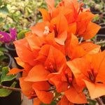Set 2 Orange Bougainvillea Plants Live, Flowering Bougainvillea Vine 4-8 Inches Tall, Climbing Plant for Outdoor Garden and Trellis