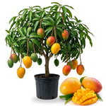 No CA, Grafted Mango Tree Live Plant, 2 Years Old Ready to Bear Fruit, 2-3 Ft Mango Plant for Spring Planting (Valencia Pride)