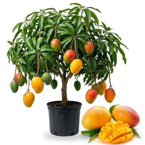 No CA, Grafted Mango Tree Live Plant, 2 Years Old Ready to Bear Fruit, 2-3 Ft Mango Plant for Spring Planting (Valencia Pride)