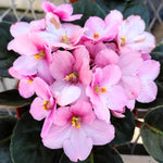 Light Pink African Violet Live Plant in 4” Pot, Blooming Indoor Houseplant, Easy Care Flowering Plant for Home or Office Décor