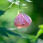 Pink Abutilon Live Plant 4–7 Inches Tall, Flowering Lantern Plant for Indoor Outdoor Garden, Ornamental Flower Plants for Patio Containers or Garden Beds