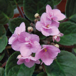 Light Pink African Violet Live Plant in 4” Pot, Blooming Indoor Houseplant, Easy Care Flowering Plant for Home or Office Décor