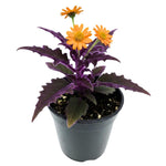2 Gynura Purple Passion Plants Live, 4-8” Tall, Royal Velvet Purple Indoor Plant Live Houseplant for Home Décor, No Pot Included