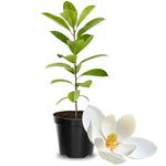 Magnolia Tree Live Plant 6 to 14 Inch Height, Fragrant Magnolia Plant Live to Grow, Magnolia Bush Flowers in Pot (Sweetbay Magnolia)