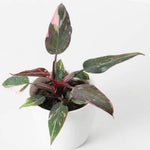 2 Pink Philodendron Plants, Variegated Leaf Houseplant, Tropical Indoor Plant 5 to 8 Inches Tall Well-Rooted, No Pot