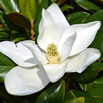 Magnolia Tree Live Plant 6-12 Inch Height, Fragrant Magnolia Plant Live to Grow, Magnolia Bush Flowers (Sweetbay Magnolia)