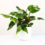 Rare Philodendron Plant Live, 4-9" Tall, No Pot, Philodendron Houseplant (White)