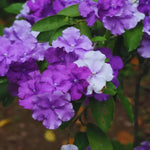 Sets 2 Change Color Live Brunfelsia Plants 5-8" Tall - Yesterday Today Tomorrow Flowering Shrub for Indoor and Outdoor, Multi-Colored Flowers