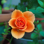 Rose Bush Live Plant, Heirloom Rose Plant Live for Planting, 5-8 Inch Height, Reblooming Shrub (Orange Rose)